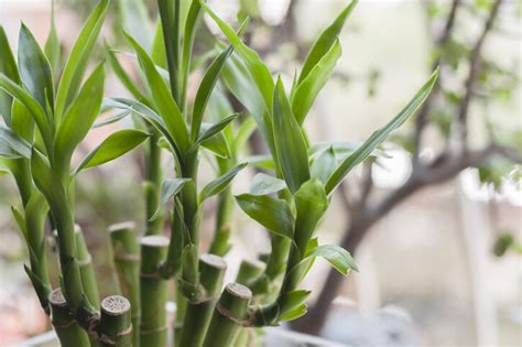 室內風水植物|風水植物｜不只富貴竹！7款招財/招桃花植物推介+不可不知風水 